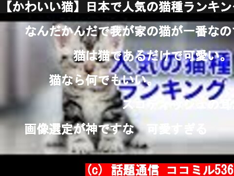 【かわいい猫】日本で人気の猫種ランキングTOP10！  (c) 話題通信 ココミル536